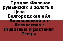 Продам Фазанов(румынских и золотых) › Цена ­ 1500-2500 - Белгородская обл., Алексеевский р-н, Алексеевка г. Животные и растения » Птицы   